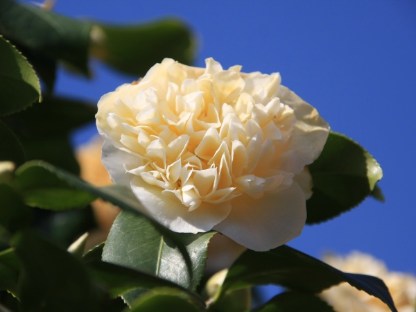 Fruehling 2009   039.jpg